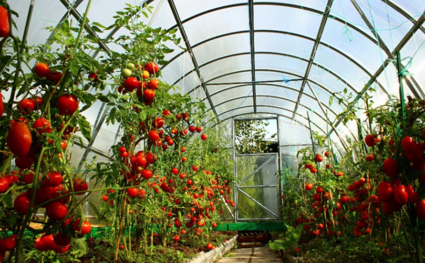 Что можно выращивать в теплице вместе с помидорами?