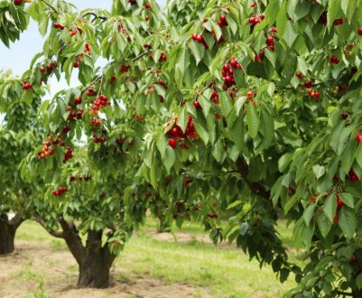 Особливості догляду за черешнею