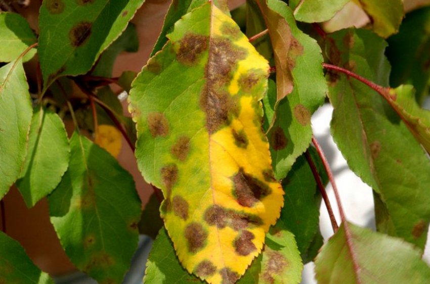 Парша черешні Парша черешні