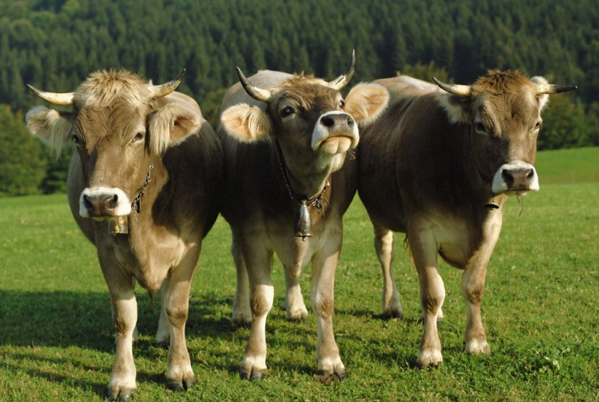Mazon dairy планирует выпустить свою продукцию во время Рамадана Mazon dairy планирует выпустить свою продукцию во время Рамадана