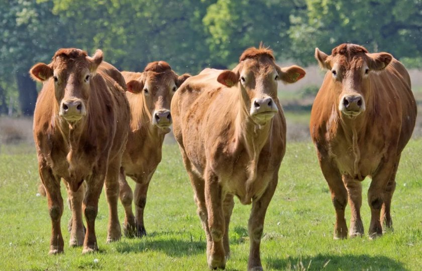 Mazon dairy планирует выпустить свою продукцию во время Рамадана Mazon dairy планирует выпустить свою продукцию во время Рамадана