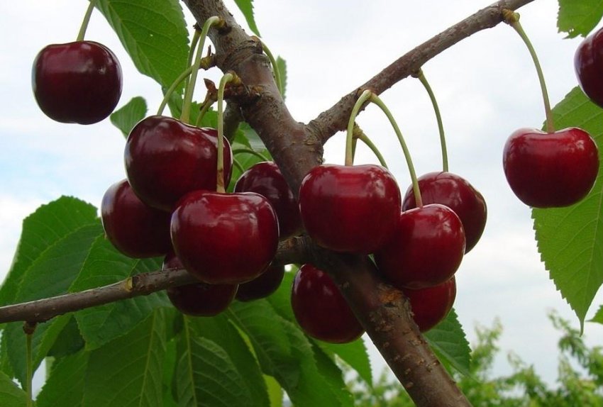 Плоди черешні сорту Тютчевка Плоди черешні сорту Тютчевка
