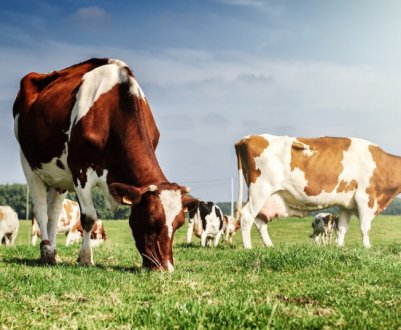 Некробактеріоз ВРХ: симптоми, лікування та профілактика