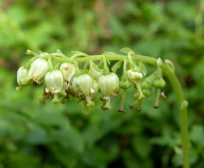 Особливості і характеристики меду Борова матка