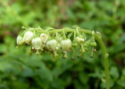 Особливості і характеристики меду Борова матка