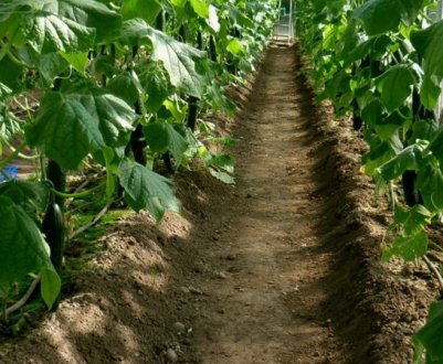 Як правильно підготувати грунт під огірки