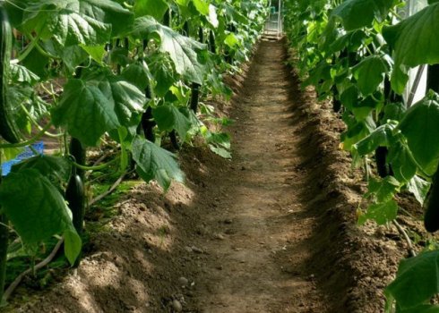 Як правильно підготувати грунт під огірки