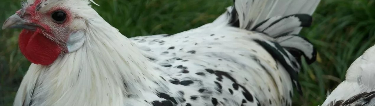 Птахофабрика з Волинської області побудує переробний завод за €38 млн