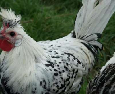 Птахофабрика з Волинської області побудує переробний завод за €38 млн 