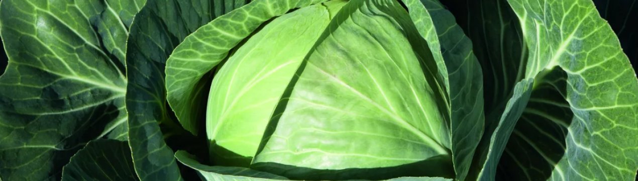Рання капуста в Україні вже коштує більше 40 грн/кг