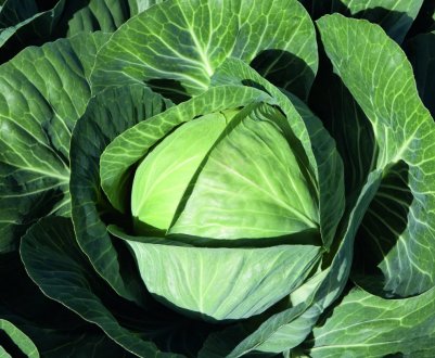 Рання капуста в Україні вже коштує більше 40 грн/кг