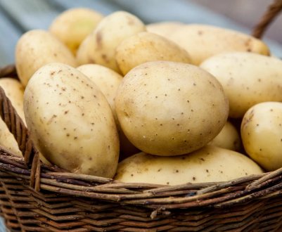 Карантинний організм, шкодить картоплі, виявлено в Рівненській та Волинській областях