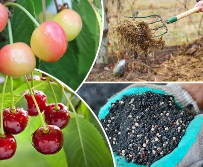 Чим можна удобрювати черешню?