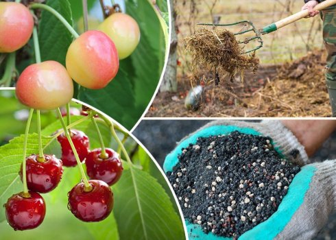 Чим можна удобрювати черешню?