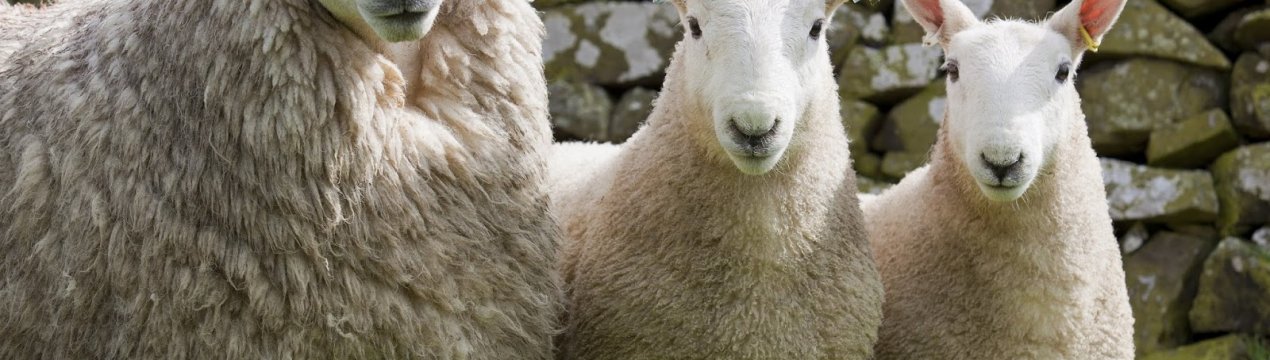 У Британії стартував Конкурс Золотого Руна 2019 року