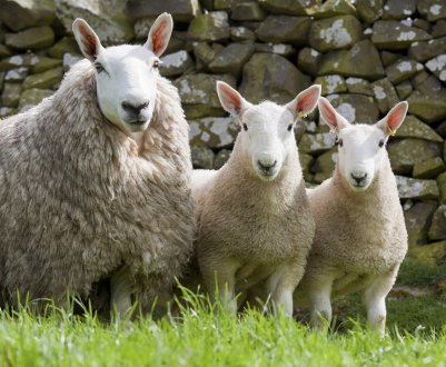 У Британії стартував Конкурс Золотого Руна 2019 року