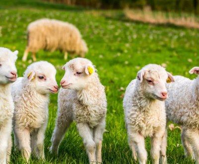 Партія зелених Ірландії вимагає скасування системи мічення електронної ідентифікації овець