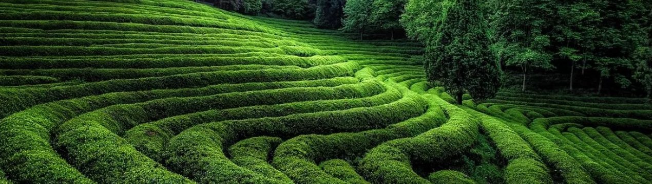 Давня ДНК розповіла, що землеробство в Британію завезено з Європи