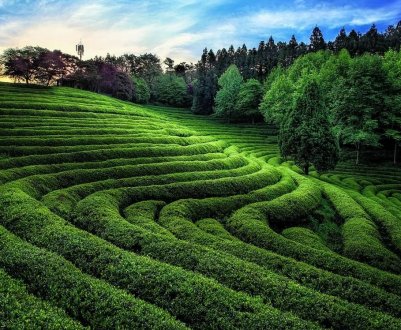 Давня ДНК розповіла, що землеробство в Британію завезено з Європи