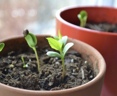 Спосіб вирощування черешні з кісточки в домашніх умовах