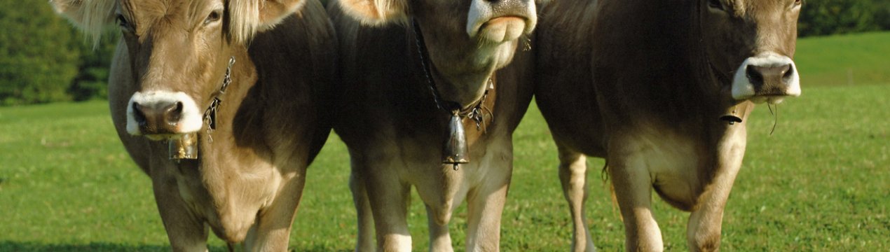 Підступний бруцельоз дістався до приморських корівок
