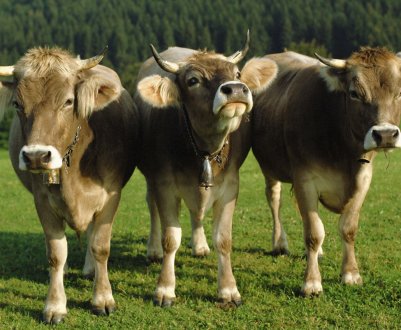 Підступний бруцельоз дістався до приморських корівок