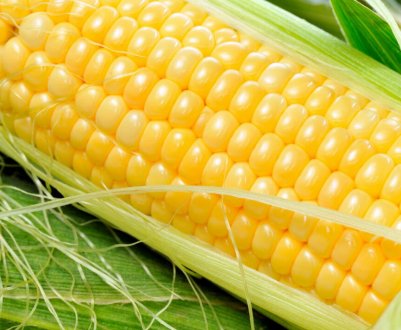 Ставропольські аграрії долають кукурудзяний марафон