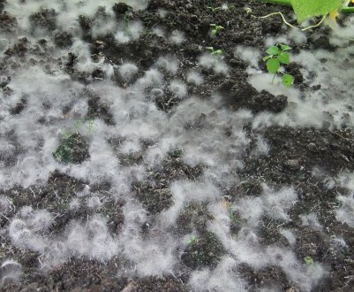 Цвіль в теплиці, як позбутися?