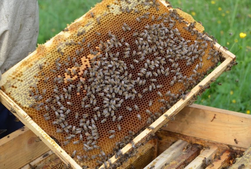 Утримання бджіл в українських вуликах