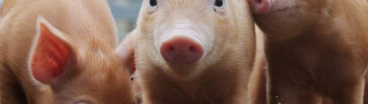 Китай закликає великі свинокомплекси провести тестування на АЧС