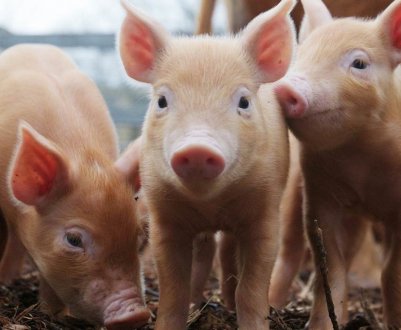 Китай закликає великі свинокомплекси провести тестування на АЧС