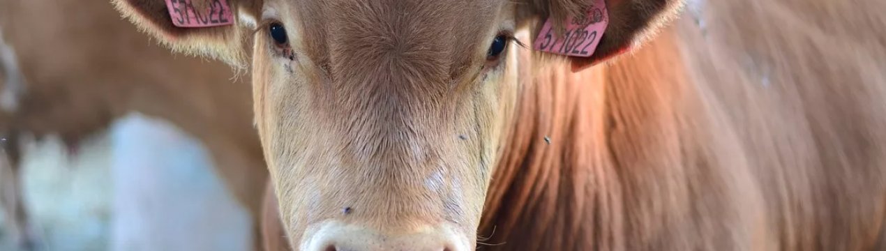 Ініціативна пермячка побудувала забійний цех