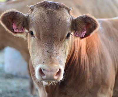 Ініціативна пермячка побудувала забійний цех