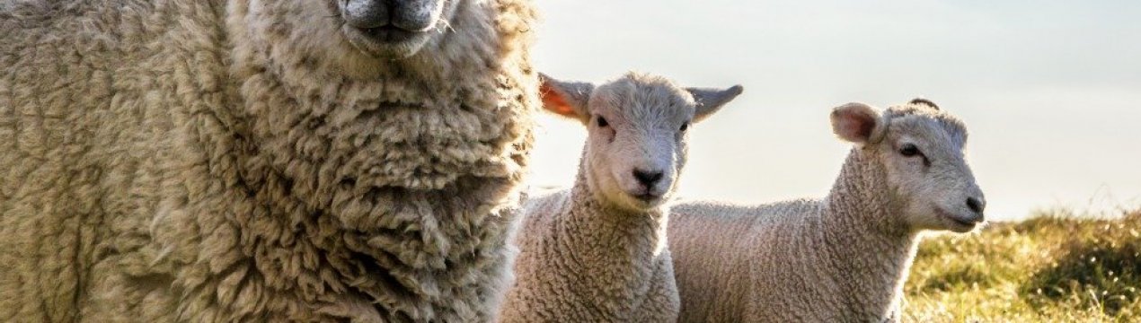 В Україні стало менше ВРХ, овець і кіз, але більше домашньої птиці та свиней