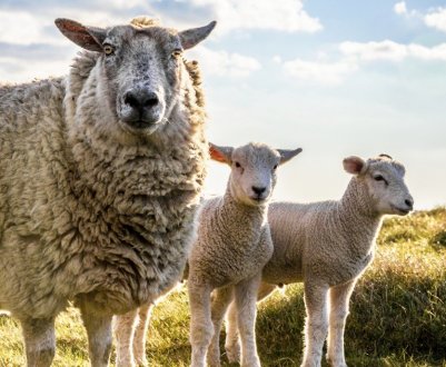 В Україні стало менше ВРХ, овець і кіз, але більше домашньої птиці та свиней