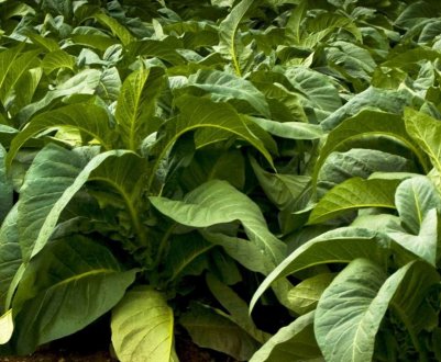 Тютюн Вірджинія 202: вирощування в домашніх умовах