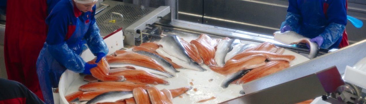 Brexit вдарить по переробці риби і сільському господарству Шотландії