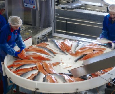 Brexit вдарить по переробці риби і сільському господарству Шотландії