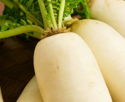 Білий редис: популярні сорти і способи їх вирощування
