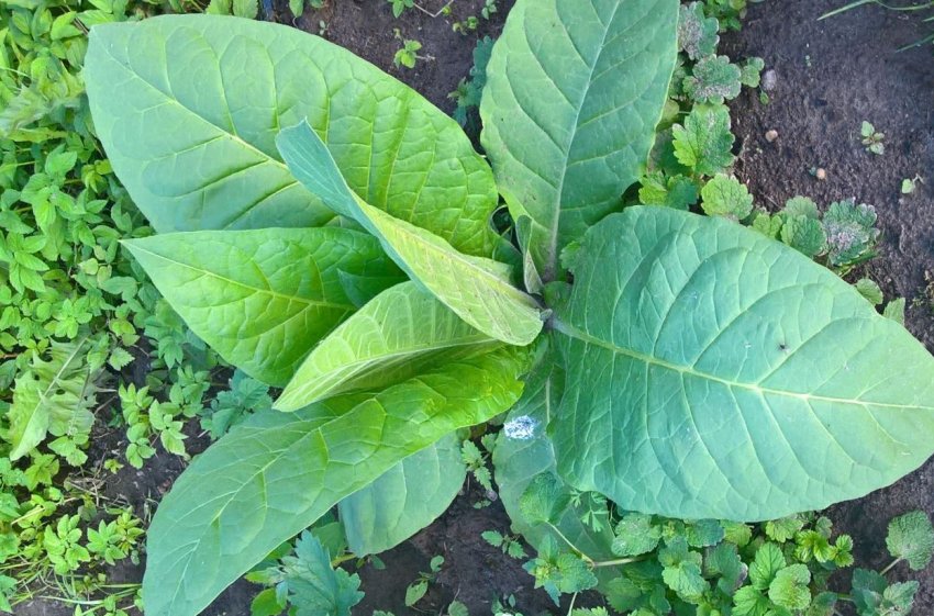 Тютюн сорту Вірджинія 202 Тютюн сорту Вірджинія 202