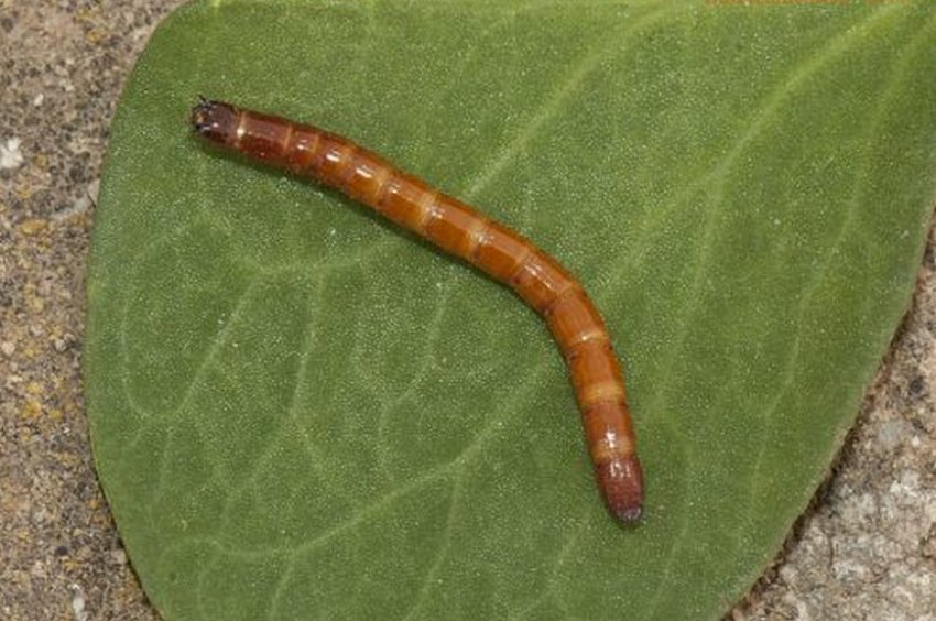 Хробак дротяний Хробак дротяний