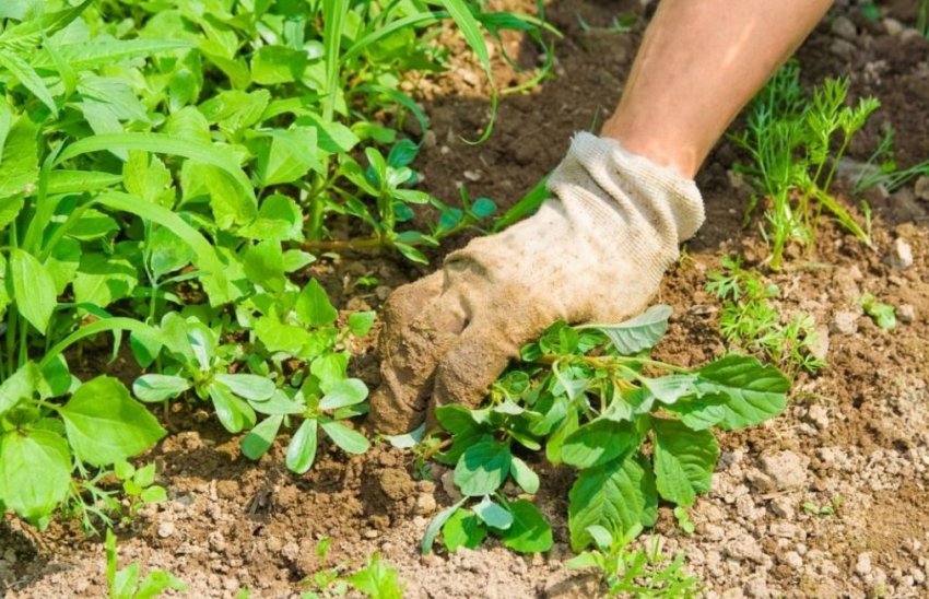 Прополка грунту перед посадкою тютюну Прополка грунту перед посадкою тютюну