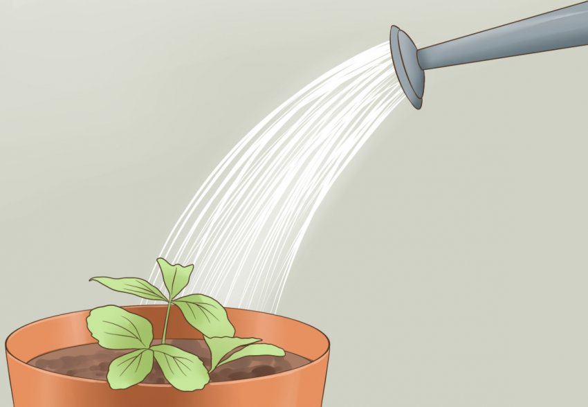 Полив Полив