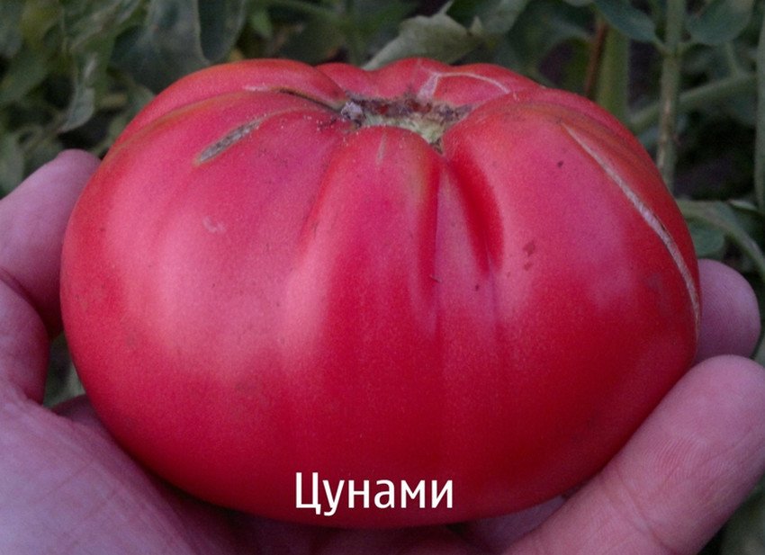 Томат Цунамі