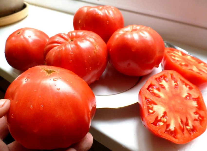 Томат Рання любов