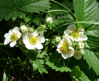Борна кислота для полуниці під час цвітіння