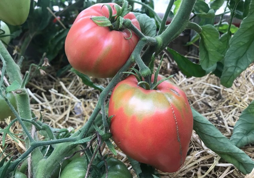 Томати Рожеве серце