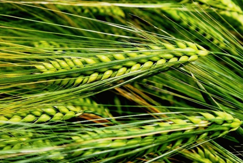 В Ірландії фермери обурені відсутністю ірландського ячменю в кормових раціонах