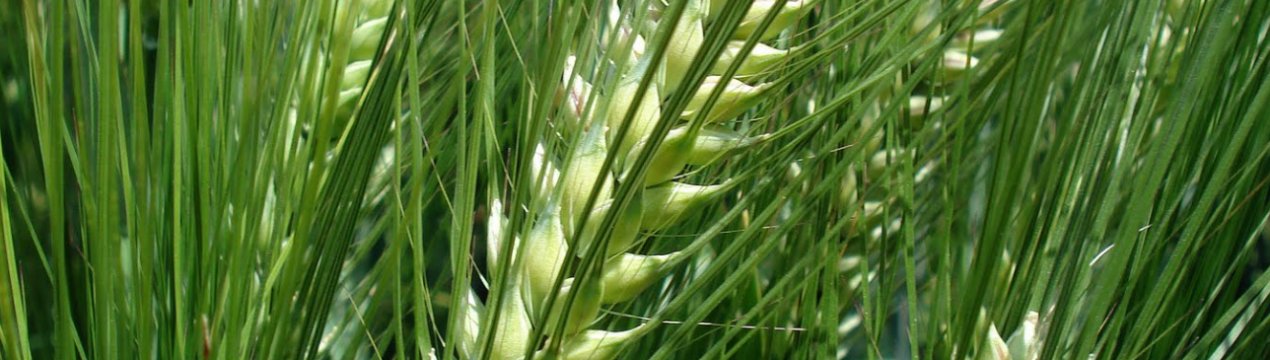 В Ірландії фермери обурені відсутністю ірландського ячменю в кормових раціонах