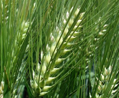 В Ірландії фермери обурені відсутністю ірландського ячменю в кормових раціонах